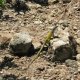 13- Un des innombrables lezards 